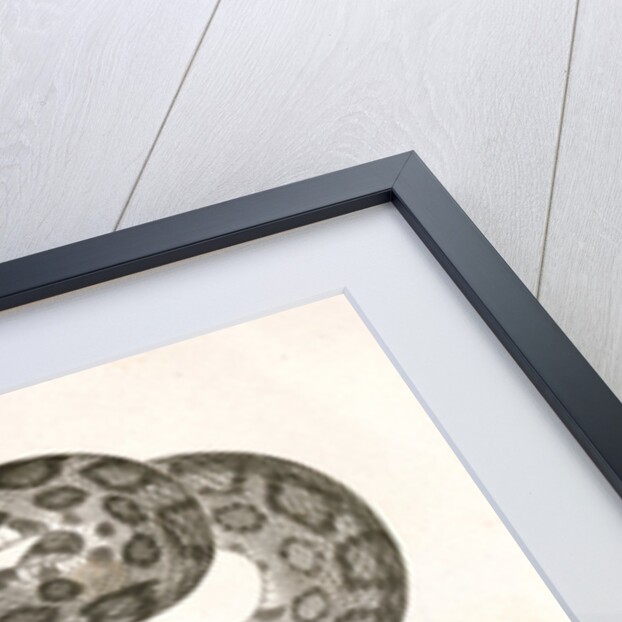 Scotophis vulpinus, Fox Snake by George Suckley