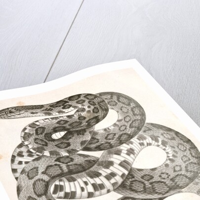 Scotophis vulpinus, Fox Snake by George Suckley
