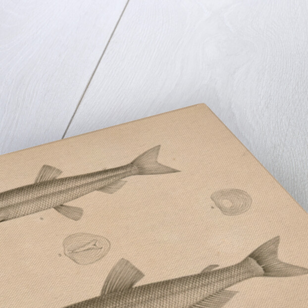 Fish by George Suckley