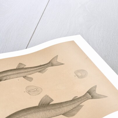 Fish by George Suckley