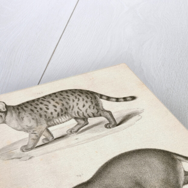 1. Red Cat; 2. American Panther by George Suckley