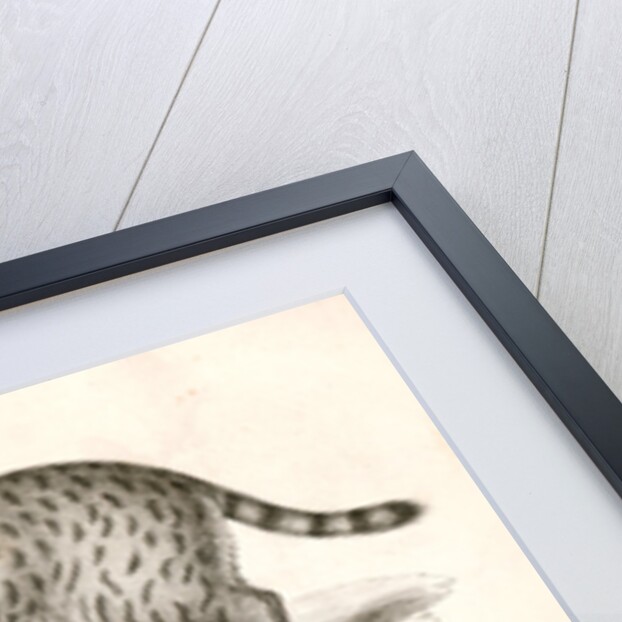 1. Red Cat; 2. American Panther by George Suckley