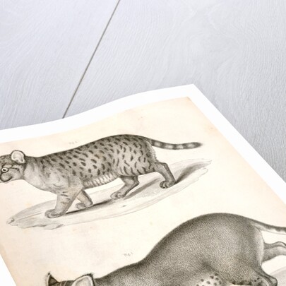 1. Red Cat; 2. American Panther by George Suckley