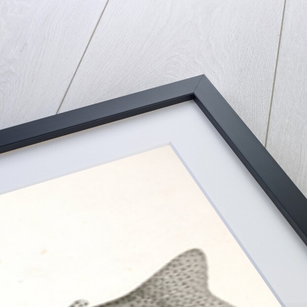 1-4. Salar lewisii, Lewis' Missouri Trout by George Suckley