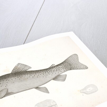 1-4. Salar lewisii, Lewis' Missouri Trout by George Suckley
