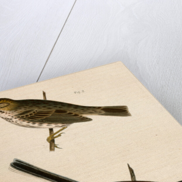 1. Junco dorsalis, New Mexican Snow Bird; 2. Passerculus sandwichensis by George Suckley