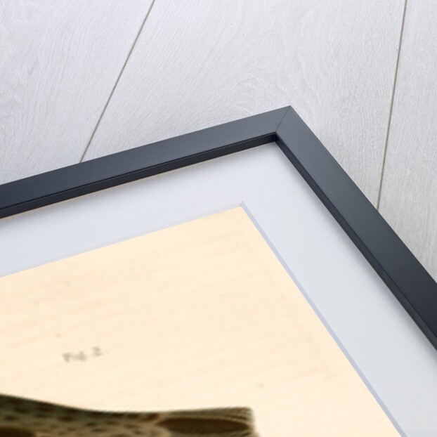 1. Junco dorsalis, New Mexican Snow Bird; 2. Passerculus sandwichensis by George Suckley