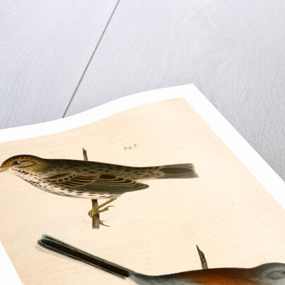 1. Junco dorsalis, New Mexican Snow Bird; 2. Passerculus sandwichensis by George Suckley