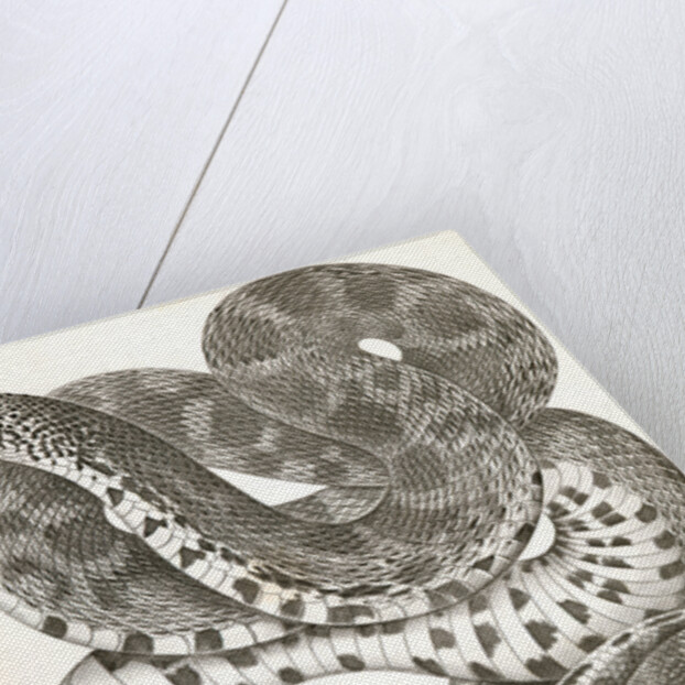 Pituophis sayi, Prairie Bull Snake by George Suckley