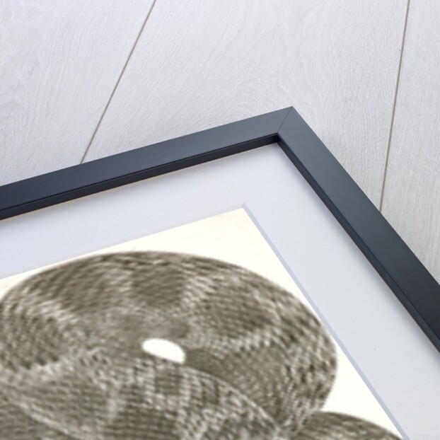 Pituophis sayi, Prairie Bull Snake by George Suckley