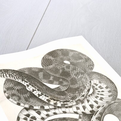 Pituophis sayi, Prairie Bull Snake by George Suckley