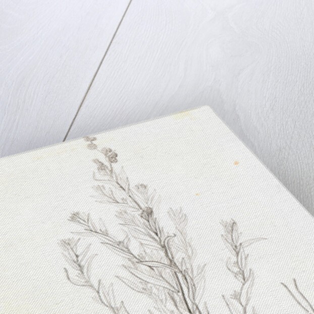 Untitled by George Suckley