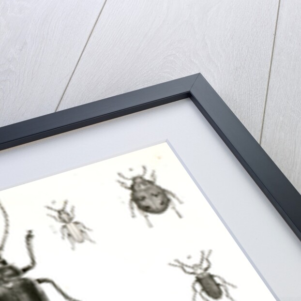 Untitled by George Suckley