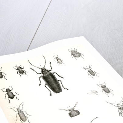 Untitled by George Suckley