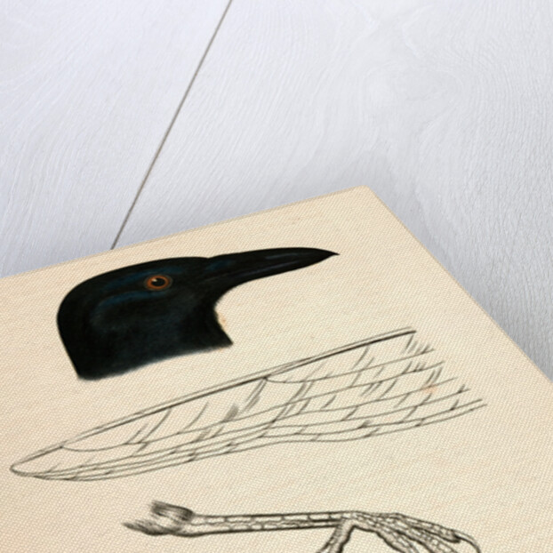 Corvus caurinus, Northwestern Fishcrow by George Suckley