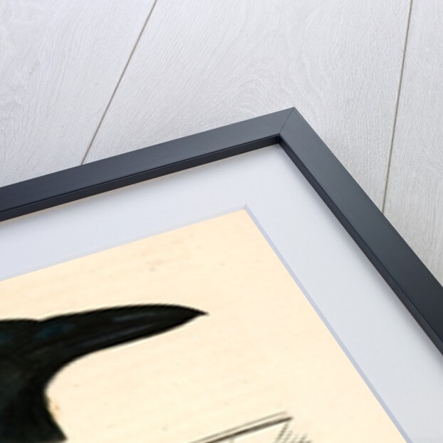 Corvus caurinus, Northwestern Fishcrow by George Suckley