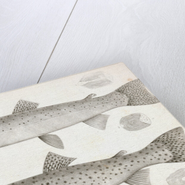 1-4. Salmo gibbsii, Gibbs' Salmon Trout; 5-8. Salmo stellatus, Star-spotted Brook Trout by George Suckley