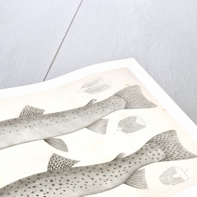 1-4. Salmo gibbsii, Gibbs' Salmon Trout; 5-8. Salmo stellatus, Star-spotted Brook Trout by George Suckley