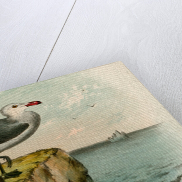 The White-headed Gull, Larus heermanni by George Suckley