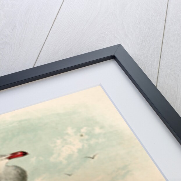 The White-headed Gull, Larus heermanni by George Suckley