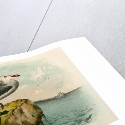 The White-headed Gull, Larus heermanni by George Suckley