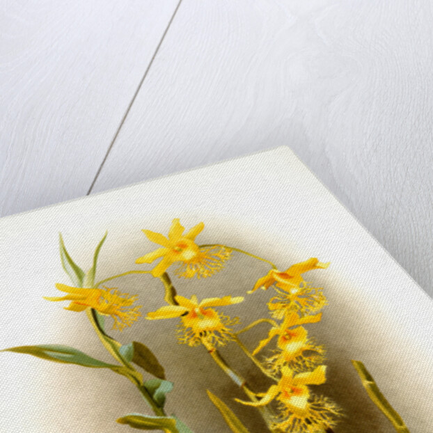 Dendrobium brymerianum by F. Sander