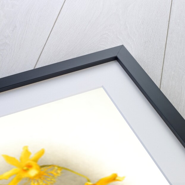 Dendrobium brymerianum by F. Sander