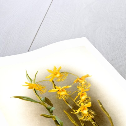 Dendrobium brymerianum by F. Sander