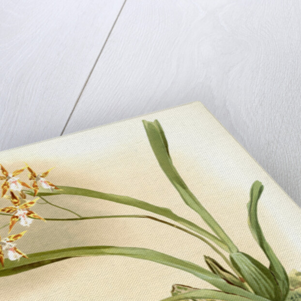 Odontoglossum sanderianum by F. Sander