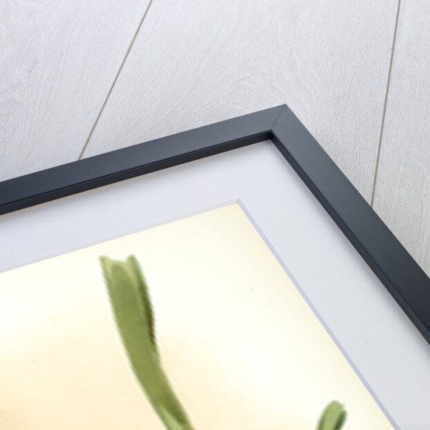 Odontoglossum sanderianum by F. Sander