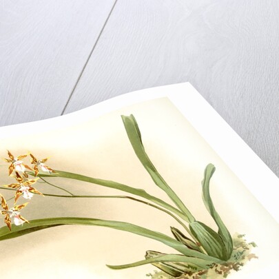 Odontoglossum sanderianum by F. Sander