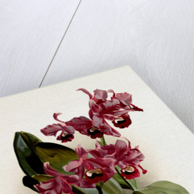 Cattleya Bowringiana by F. Sander