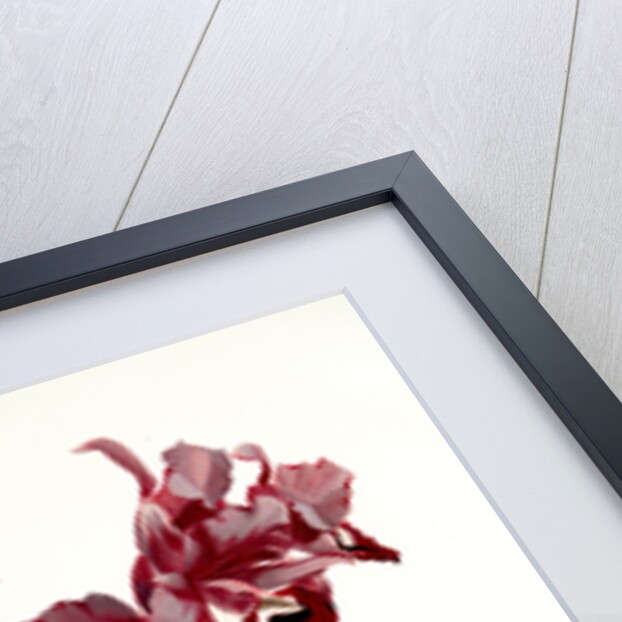 Cattleya Bowringiana by F. Sander