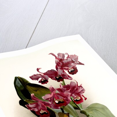 Cattleya Bowringiana by F. Sander