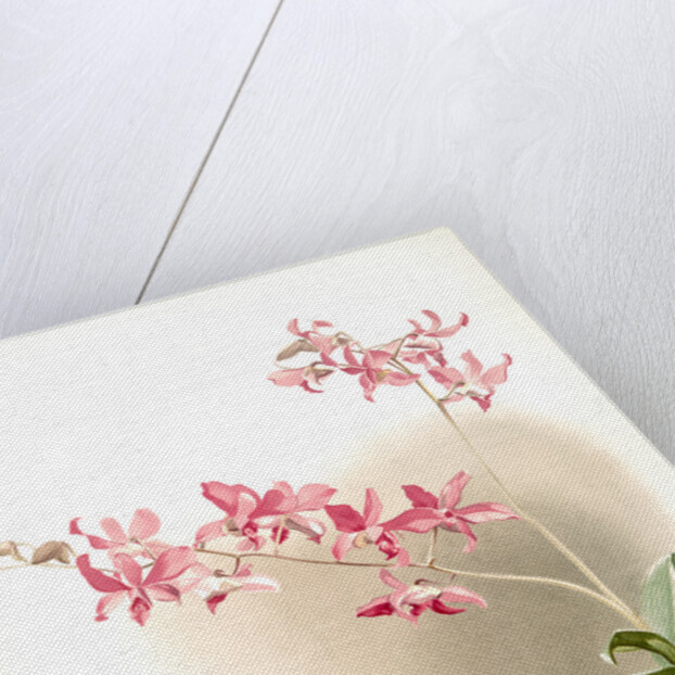 Dendrobium superbum by F. Sander