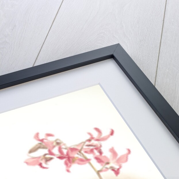 Dendrobium superbum by F. Sander