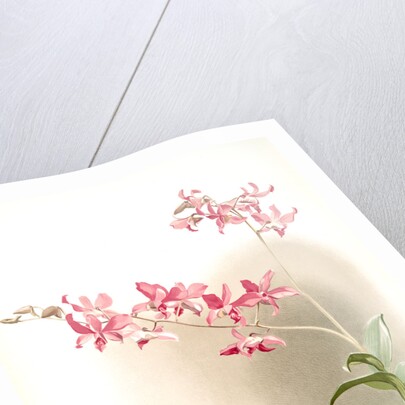 Dendrobium superbum by F. Sander