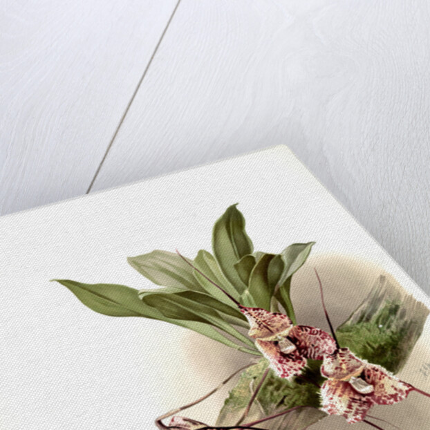 Masdevallia backhousiana by F. Sander