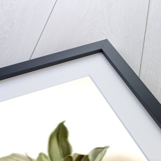 Masdevallia backhousiana by F. Sander