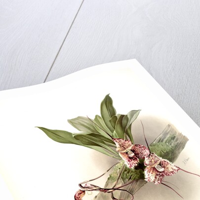 Masdevallia backhousiana by F. Sander