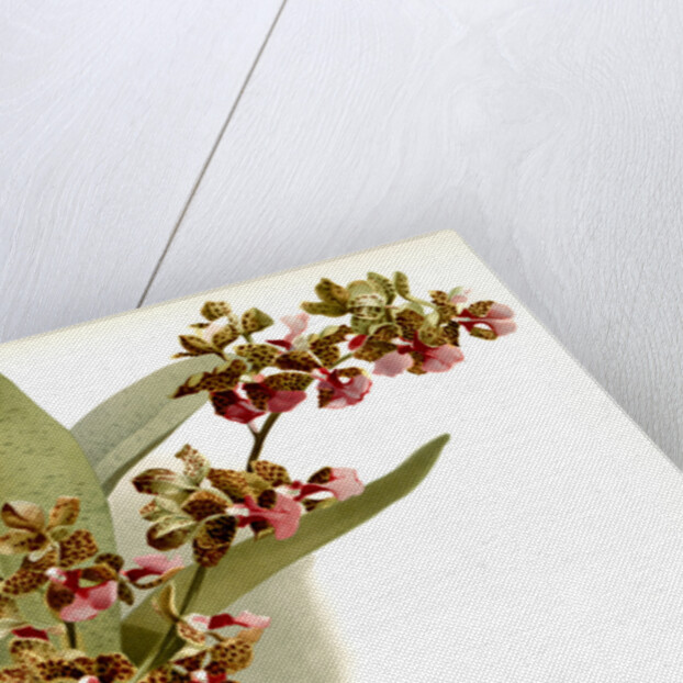 Oncidium lanceanum by F. Sander