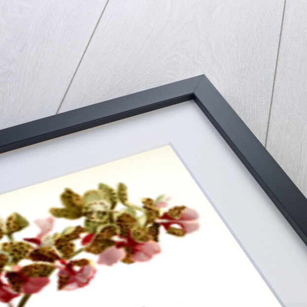 Oncidium lanceanum by F. Sander