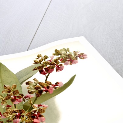 Oncidium lanceanum by F. Sander