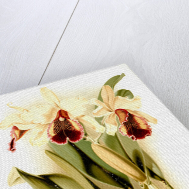 Cattleya dowiana aurea by F. Sander