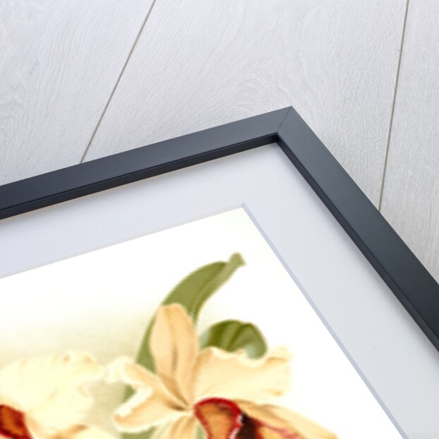 Cattleya dowiana aurea by F. Sander