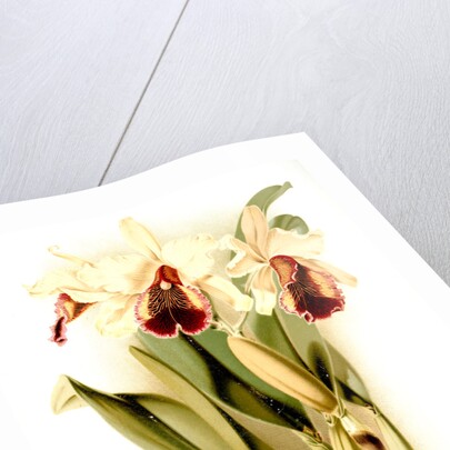 Cattleya dowiana aurea by F. Sander