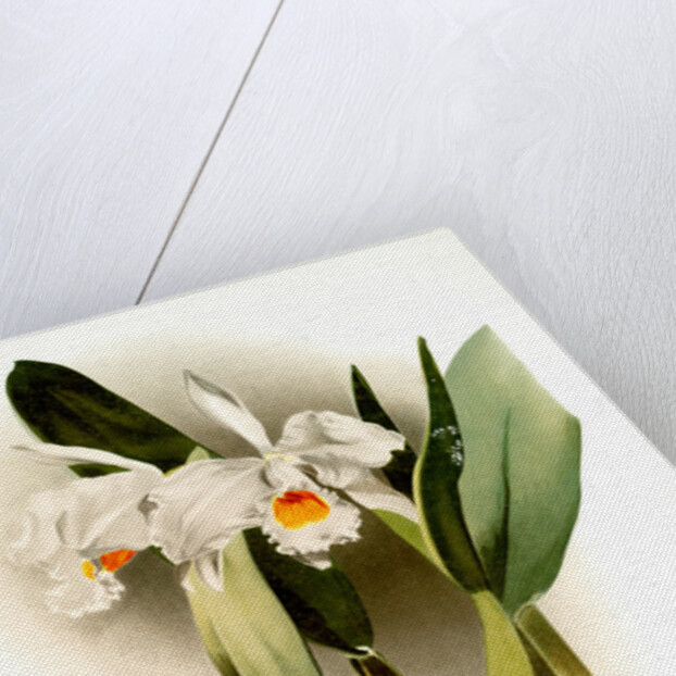 Cattleya eldorado crocata by F. Sander