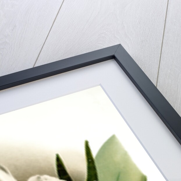 Cattleya eldorado crocata by F. Sander