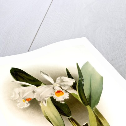 Cattleya eldorado crocata by F. Sander