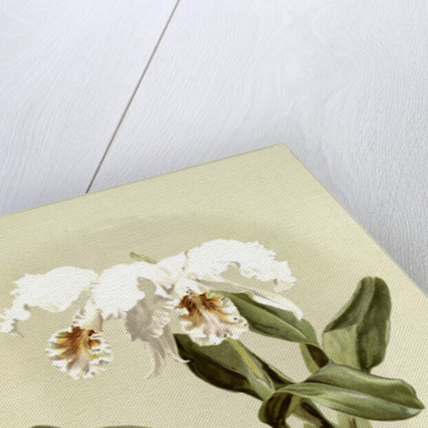 Cattleya mossiae var reineckiana by F. Sander